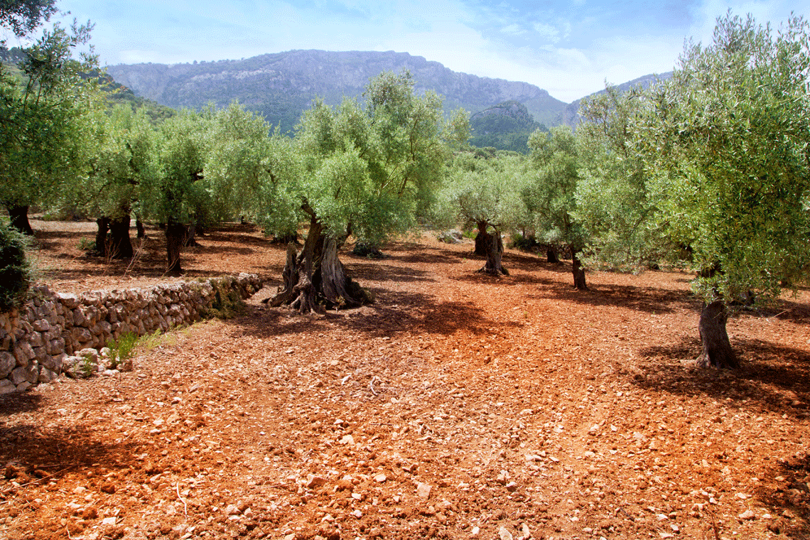 Cultivar, la ricchezza della biodiversità Toscana